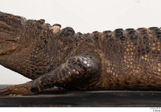 Crocodile  2 leg 0019.jpg